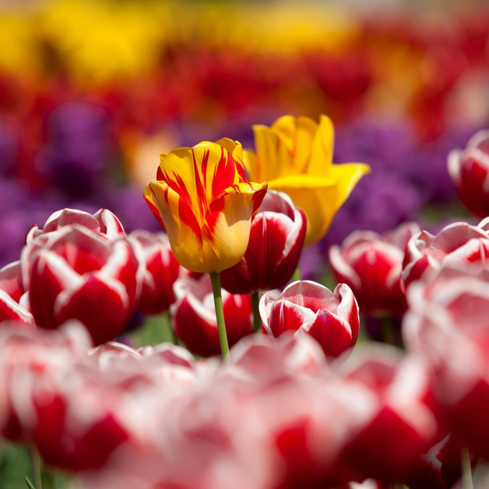 spring